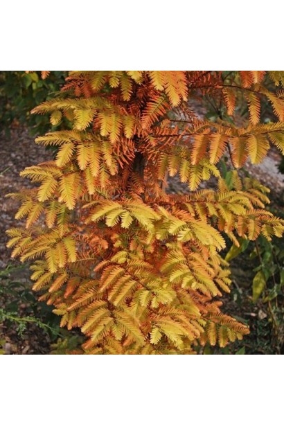 Метасеквоя Олл Бронзе